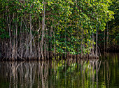 Mangrovenwald gesehen während Black River Safari, Saint Elizabeth Parish, Jamaika, Westindische Inseln, Karibik, Mittelamerika