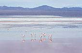 Laguna Colorada mit Flamingos und Bergkulisse, Potosi, Bolivien, Südamerika