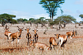 Herd of Hartebeests (Alcelaphus buselaphus), Taita Hills Wildlife Sanctuary, Kenya, East Africa, Africa