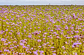 Phacelia (Phacelia tanacetifolia), field, East Frisia, Lower Saxony, Germany
