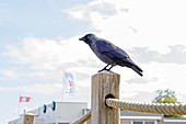 Jackdaw (Corvus monedula) sits on pole, Langeoog, East Frisia, Lower Saxony, Germany