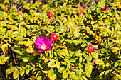 Kartoffelrose (Rosa rugosa) am Wegesrand, Hagebuttem, Langeoog, Ostfriesland, Niedersachsen, Deutschland