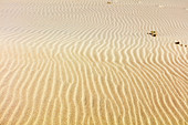 Sand reefs on the beach, Sand, Spiekeroog, East Frisia, Lower Saxony, Germany