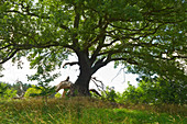 Old oak near Suckow, Lieper Winkel, Usedom, Baltic Sea, Mecklenburg-Western Pomerania, Germany