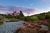 Flint fields in the Schmalen Heide, Ruegen, Baltic Sea, Mecklenburg-Western Pomerania, Germany