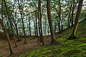 Beech forest on the Hochuferweg in the Granitz nature reserve, near Binz, Ruegen, Baltic Sea, Mecklenburg-Western Pomerania, Germany