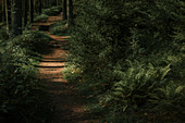 Path in the forest near Braunlage, Goslar, Lower Saxony, Germany, Europe