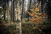 Herbstwald mit Birken und Buche, Wiesede, Friedeburg, Wittmund, Ostfriesland, Niedersachsen, Deutschland, Europa