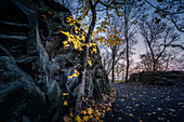 Felsen und Pfad im Herbstwald bei Sonnenuntergang, Thale, Harz, Sachsen-Anhalt, Deutschland, Europa