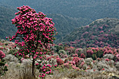Rhododendrenwald kurz vor Ghorepani, Nepal, Himalaya, Asien.