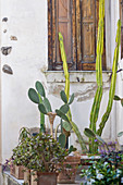 Cactuses and wooden shutters in Capri, Italy