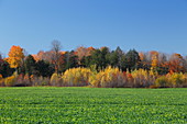 Autumnal landscape, Quebec, Canada