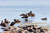 Graugans (Anser anser) Amrum, Schleswig-Holstein, Deutschland