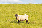 Sheep (Ovis), Wadden Sea National Park, Schleswig-Holstein, Germany