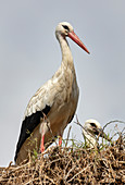 White stork (Ciconia ciconia), young, nest, Scheswig-Holstein, Germany