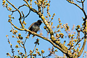 Star (Sturnus vulgaris) in action