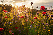 Opium poppies (Papaver somniferum) and other wild plants in backlight at sunset in Vagen, Bavaria, Germany