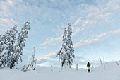 Rear view of person skiing through a wintry landscape.