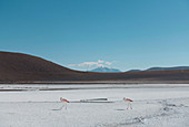 Flamingos walking across the salt flats with a range of hills on the horizon.