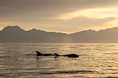 Adult bottlenose dolphins (Tursiops truncatus) surfacing near Isla Santa Catalina, Baja California Sur, Mexico, North America