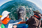 Whale watchers with California gray whale (Eschrichtius robustus), San Ignacio Lagoon, Baja California Sur, Mexico, North America