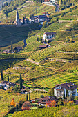 Weinberge bei Bozen, Trentino-Südtirol, Südtirol, Italien