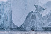 Wale Vor Den Icebergs Im Sermermiut, Ilulissat Icefjord, Grünland, Dänemark