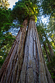 Giant redwoods on the Lady Bird Johnson Trail in Redwood National Park, UNESCO World Heritage Site, California, United States of America, North America