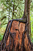 Baumschulprotokoll auf dem Regenwald-Naturpfad, Quinault-Regenwald, olympischer Nationalpark, UNESCO-Weltkulturerbe, Bundesstaat Washington, Vereinigte Staaten von Amerika, Nordamerika