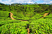 Teebusch bedeckte Hänge am schönen Lakshmi-Tee-Anwesen in den Kannan Devan Hills westlich von Munnar, Lakshmi, Munnar, Kerala, Indien, Asien
