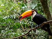 Gefangener Tocan Tukan (Ramphastos toco), Parque das Aves, Foz do Iguacu, Bundesstaat Parana, Brasilien, Südamerika