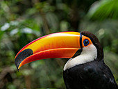 Captive toco toucan (Ramphastos toco), Parque das Aves, Foz do Iguacu, Parana State, Brazil, South America