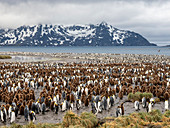 King penguin (Aptenodytes patagonicus) breeding colony at Salisbury Plain, South Georgia, Polar Regions