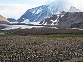 Brutkolonie des Königspinguins (Aptenodytes patagonicus) in Gold Harbor, Südgeorgien, Polarregionen