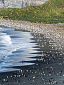 Eine riesige Brutkolonie für Königspinguine (Aptenodytes patagonicus) an den Stränden von Gold Harbor, Südgeorgien, Polarregionen
