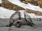 Südlicher Elefantenrobbenbulle (Mirounga leoninar), Sand werfend am Brutstrand in St. Andrews Bay, Südgeorgien, Polarregionen