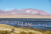 James's flamingos (Phoenicoparrus jamesi), Salar de Tara y Aguas Calientes I, Los Flamencos National Reserve, Chile, South America