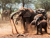 Afrikanische Buschelefanten (Loxodonta africana), die ein Staubbad nehmen, Tarangire-Nationalpark, Tansania, Ostafrika, Afrika