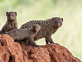 A pack of banded mongooses (Mungos mungo), in their den site in Tarangire National Park, Tanzania, East Africa, Africa