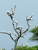 Cattle egrets (Bubulcus ibis), roosting in a tree in Tarangire National Park, Tanzania, East Africa, Africa