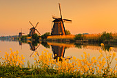 Windmühlen bei Sonnenaufgang, Kinderdijk, UNESCO-Weltkulturerbe, Südholland, Niederlande, Europa