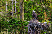 Bald Eagle (Haliaeetus leucocephalus), in a forest setting, Alert Bay, Inside Passage, British Columbia, Canada, North America
