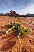 Cactus at Cathedral Rock, Sedona, Arizona, Usa