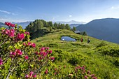 Hikers walking in green meadows towards Pinch pond framed by rhododendrons, Orobie Alps, Valgerola, Valtellina, Lombardy, Italy