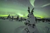 Gefrorene Bäume im schneebedeckten Wald beleuchtet von Aurora Borealis, Pallas-Yllastunturi-Nationalpark, Muonio, Lappland, Finnland