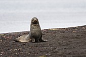 Antarctic fur seal\n(Arctocephalus gazella), Deception Island, Antarctica.