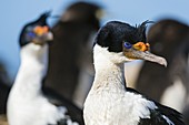 Imperial shag (Leucocarbo atriceps), Pebble Island, Falkland Islands.