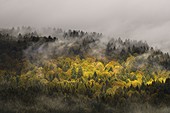 Die ersten Sonnenstrahlen brechen im Herbst durch den Cansiglio-Wald, Venetien, Provinz Belluno, venezianische Voralpen, Italien, Europa