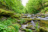 Große Mühl, Mühlviertel, Oberösterreich, Österreich