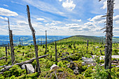Abgestorbene Bäume im Böhmerwald, Oberes Mühlviertel, Oberösterreich, Österreich